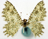  (Bihastina - CCDB-11876-H02)  @11 [ ] CreativeCommons - Attribution (2014) David Polluck Centre for Biodiversity Genomics