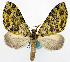  (Bihastina viridata - CCDB-11876-F07)  @11 [ ] CreativeCommons - Attribution (2014) David Polluck Centre for Biodiversity Genomics