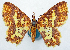  (Pseudopolynesia hebe - CCDB-11876-H04)  @11 [ ] CreativeCommons - Attribution (2014) David Polluck Centre for Biodiversity Genomics