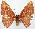  (Cyclophora aurora - CCDB-16669_G05)  @11 [ ] CreativeCommons - Attribution (2014) David Polluck Centre for Biodiversity Genomics