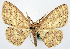  (Cyclophora pilibrachia - CCDB-11876-D03)  @11 [ ] CreativeCommons - Attribution (2014) David Polluck Centre for Biodiversity Genomics