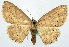  (Cyclophora praetermissa - CCDB-11876-D05)  @11 [ ] CreativeCommons - Attribution (2014) David Polluck Centre for Biodiversity Genomics