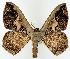  (Zythos molybdina - CCDB-16669_H02)  @11 [ ] CreativeCommons - Attribution (2014) David Polluck Centre for Biodiversity Genomics