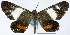  ( - CCDB-16636_G03)  @11 [ ] CreativeCommons - Attribution (2014) David Polluck Centre for Biodiversity Genomics