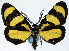  (Ctimene basistriga - CCDB-11851_B02)  @11 [ ] CreativeCommons - Attribution (2014) David Polluck Centre for Biodiversity Genomics