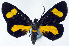  ( - CCDB-11851_B12)  @11 [ ] CreativeCommons - Attribution (2014) David Polluck Centre for Biodiversity Genomics