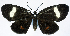  ( - CCDB-11851_C09)  @11 [ ] CreativeCommons - Attribution (2014) David Polluck Centre for Biodiversity Genomics