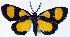  (Ctimene salamandra pyrifera - CCDB-11851_D07)  @11 [ ] CreativeCommons - Attribution (2014) David Polluck Centre for Biodiversity Genomics