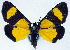  ( - CCDB-11851_E06)  @11 [ ] CreativeCommons - Attribution (2014) David Polluck Centre for Biodiversity Genomics