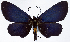  ( - CCDB-11851_E08)  @11 [ ] CreativeCommons - Attribution (2014) David Polluck Centre for Biodiversity Genomics