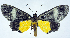  ( - CCDB-11851_E12)  @11 [ ] CreativeCommons - Attribution (2014) David Polluck Centre for Biodiversity Genomics