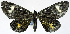  (Pseudeusemia anisochrysa - CCDB-11851_F01)  @11 [ ] CreativeCommons - Attribution (2014) David Polluck Centre for Biodiversity Genomics