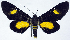  ( - CCDB-11851_F07)  @11 [ ] CreativeCommons - Attribution (2014) David Polluck Centre for Biodiversity Genomics