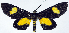  ( - CCDB-11851_F12)  @11 [ ] CreativeCommons - Attribution (2014) David Polluck Centre for Biodiversity Genomics
