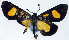  (Bursadopsis apicipuncta - CCDB-11851_H02)  @11 [ ] CreativeCommons - Attribution (2014) David Polluck Centre for Biodiversity Genomics