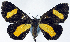  (Bursadopsis circumducta - CCDB-11851_H04)  @11 [ ] CreativeCommons - Attribution (2014) David Polluck Centre for Biodiversity Genomics