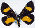  ( - CCDB-16634_A02)  @11 [ ] CreativeCommons - Attribution (2014) David Polluck Centre for Biodiversity Genomics