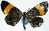  ( - CCDB-16634_A04)  @11 [ ] CreativeCommons - Attribution (2014) David Polluck Centre for Biodiversity Genomics