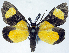  (Bursadopsis sp. 1 - CCDB-16634_A05)  @11 [ ] CreativeCommons - Attribution (2014) David Polluck Centre for Biodiversity Genomics