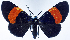  ( - CCDB-16634_B01)  @11 [ ] CreativeCommons - Attribution (2014) David Polluck Centre for Biodiversity Genomics