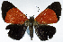  (Milionia carycina - CCDB-16634_C03)  @11 [ ] CreativeCommons - Attribution (2014) David Polluck Centre for Biodiversity Genomics