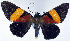  ( - CCDB-16634_C05)  @11 [ ] CreativeCommons - Attribution (2014) David Polluck Centre for Biodiversity Genomics