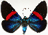  ( - CCDB-16634_D01)  @11 [ ] CreativeCommons - Attribution (2014) David Polluck Centre for Biodiversity Genomics