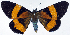  (Milionia flavostriga - CCDB-16634_D07)  @11 [ ] CreativeCommons - Attribution (2014) David Polluck Centre for Biodiversity Genomics