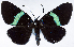  (Milionia keberai - CCDB-16634_D11)  @11 [ ] CreativeCommons - Attribution (2014) David Polluck Centre for Biodiversity Genomics