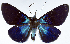  ( - CCDB-16634_D12)  @11 [ ] CreativeCommons - Attribution (2014) David Polluck Centre for Biodiversity Genomics