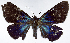  (Milionia knowlei - CCDB-16634_E01_NGS)  @14 [ ] CreativeCommons - Attribution Non-Commercial Share-Alike (2015) David Polluck Smithsonian Institution