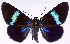  (Milionia lepida - CCDB-16634_E03)  @11 [ ] CreativeCommons - Attribution (2014) David Polluck Centre for Biodiversity Genomics