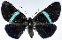  ( - CCDB-16634_E04)  @11 [ ] CreativeCommons - Attribution (2014) David Polluck Centre for Biodiversity Genomics