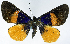  (Milionia xanthica ab. extensa - CCDB-16634_G10)  @11 [ ] CreativeCommons - Attribution (2014) David Polluck Centre for Biodiversity Genomics