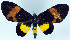  (Milionia brevipennis - CCDB-16634_H11)  @11 [ ] CreativeCommons - Attribution (2014) David Polluck Centre for Biodiversity Genomics