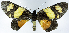  ( - 962425)  @11 [ ] CreativeCommons - Attribution Non-Commercial Share-Alike (2015) David Polluck Smithsonian Institution