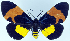  (Milionia elegans euroa - 962440)  @11 [ ] CreativeCommons - Attribution Non-Commercial Share-Alike (2015) David Polluck Smithsonian Institution
