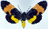  (Milionia leucomelas brevis - 962441)  @11 [ ] CreativeCommons - Attribution Non-Commercial Share-Alike (2015) David Polluck Smithsonian Institution