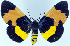  (Milionia leucomelas - 962442)  @11 [ ] CreativeCommons - Attribution Non-Commercial Share-Alike (2015) David Polluck Smithsonian Institution