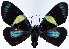  ( - 962443)  @11 [ ] CreativeCommons - Attribution Non-Commercial Share-Alike (2015) David Polluck Smithsonian Institution