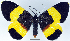  (Milionia weiskei - 962457)  @11 [ ] CreativeCommons - Attribution Non-Commercial Share-Alike (2015) David Polluck Smithsonian Institution