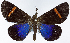  ( - 962460)  @11 [ ] CreativeCommons - Attribution Non-Commercial Share-Alike (2015) David Polluck Smithsonian Institution