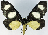  (Milionia macrospila - 962465)  @11 [ ] CreativeCommons - Attribution Non-Commercial Share-Alike (2015) David Polluck Smithsonian Institution