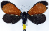  ( - 962468)  @11 [ ] CreativeCommons - Attribution Non-Commercial Share-Alike (2015) David Polluck Smithsonian Institution