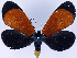  ( - 962469)  @11 [ ] CreativeCommons - Attribution Non-Commercial Share-Alike (2015) David Polluck Smithsonian Institution