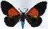  (Eubordeta eichhorni - 962470)  @11 [ ] CreativeCommons - Attribution Non-Commercial Share-Alike (2015) David Polluck Smithsonian Institution