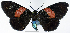  (Eubordeta flammea - 962477)  @11 [ ] CreativeCommons - Attribution Non-Commercial Share-Alike (2015) David Polluck Smithsonian Institution