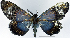  ( - 962480)  @11 [ ] CreativeCommons - Attribution Non-Commercial Share-Alike (2015) David Polluck Smithsonian Institution