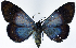  ( - 962481)  @11 [ ] CreativeCommons - Attribution Non-Commercial Share-Alike (2015) David Polluck Smithsonian Institution