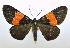  (Milionia obiensis - USNM ENT 00980235)  @11 [ ] Unspecified (default): All Rights Reserved  Unspecified Unspecified